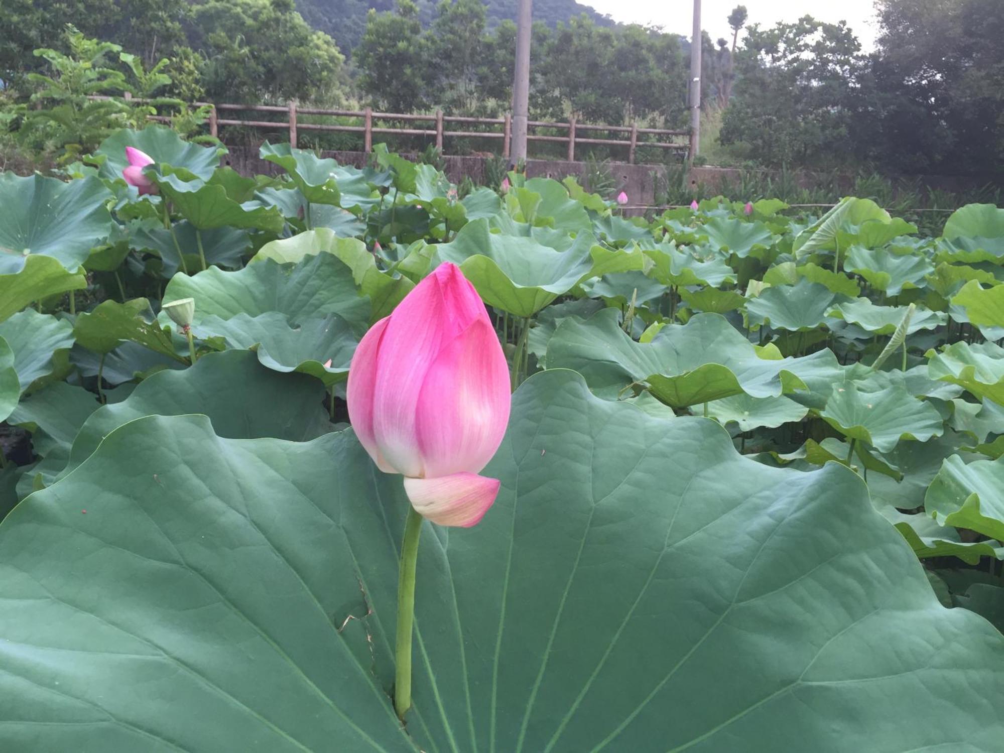 Yu Ho Yuan Lesiure Homestay 南庄郷 エクステリア 写真