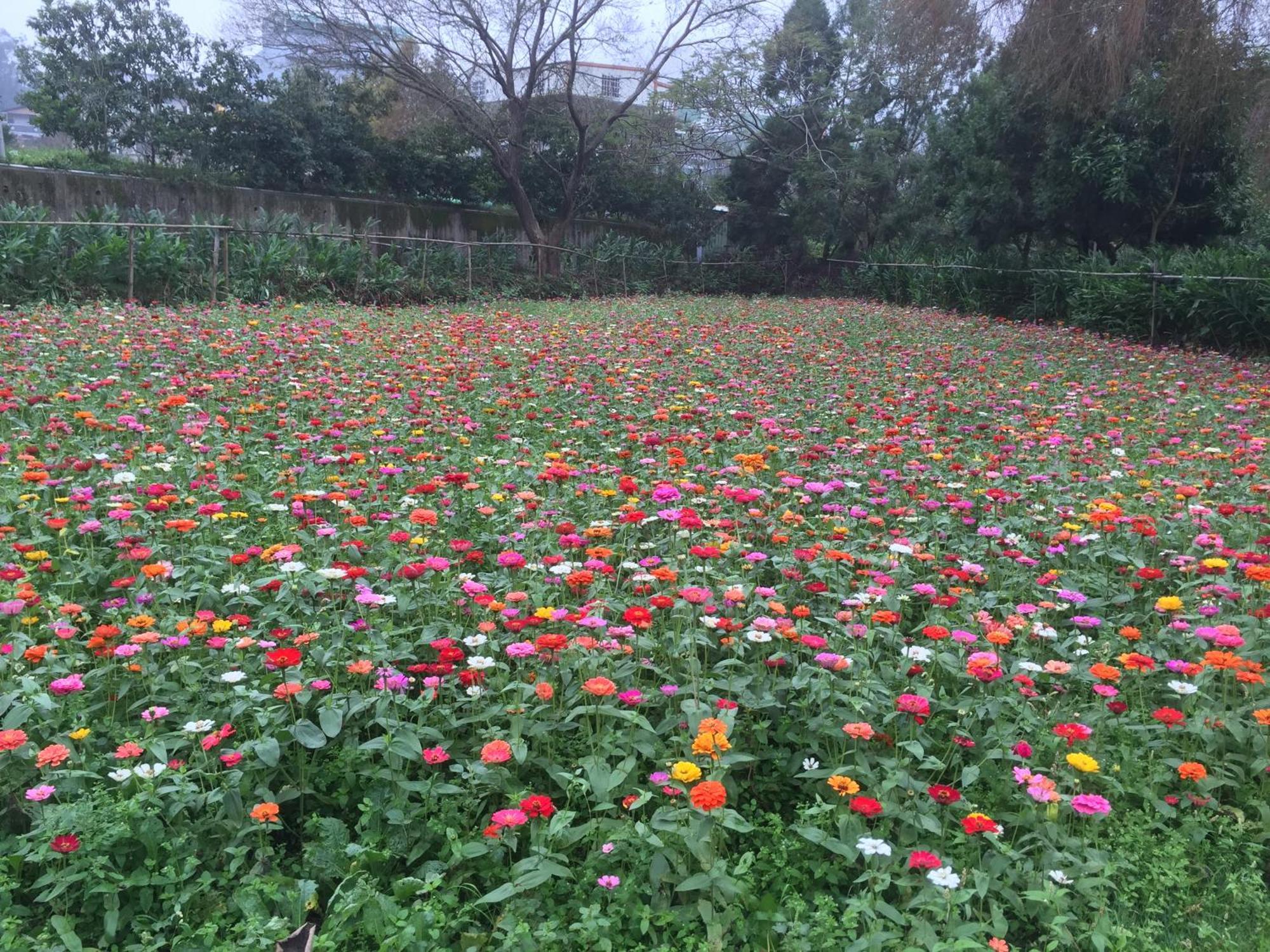 Yu Ho Yuan Lesiure Homestay 南庄郷 エクステリア 写真