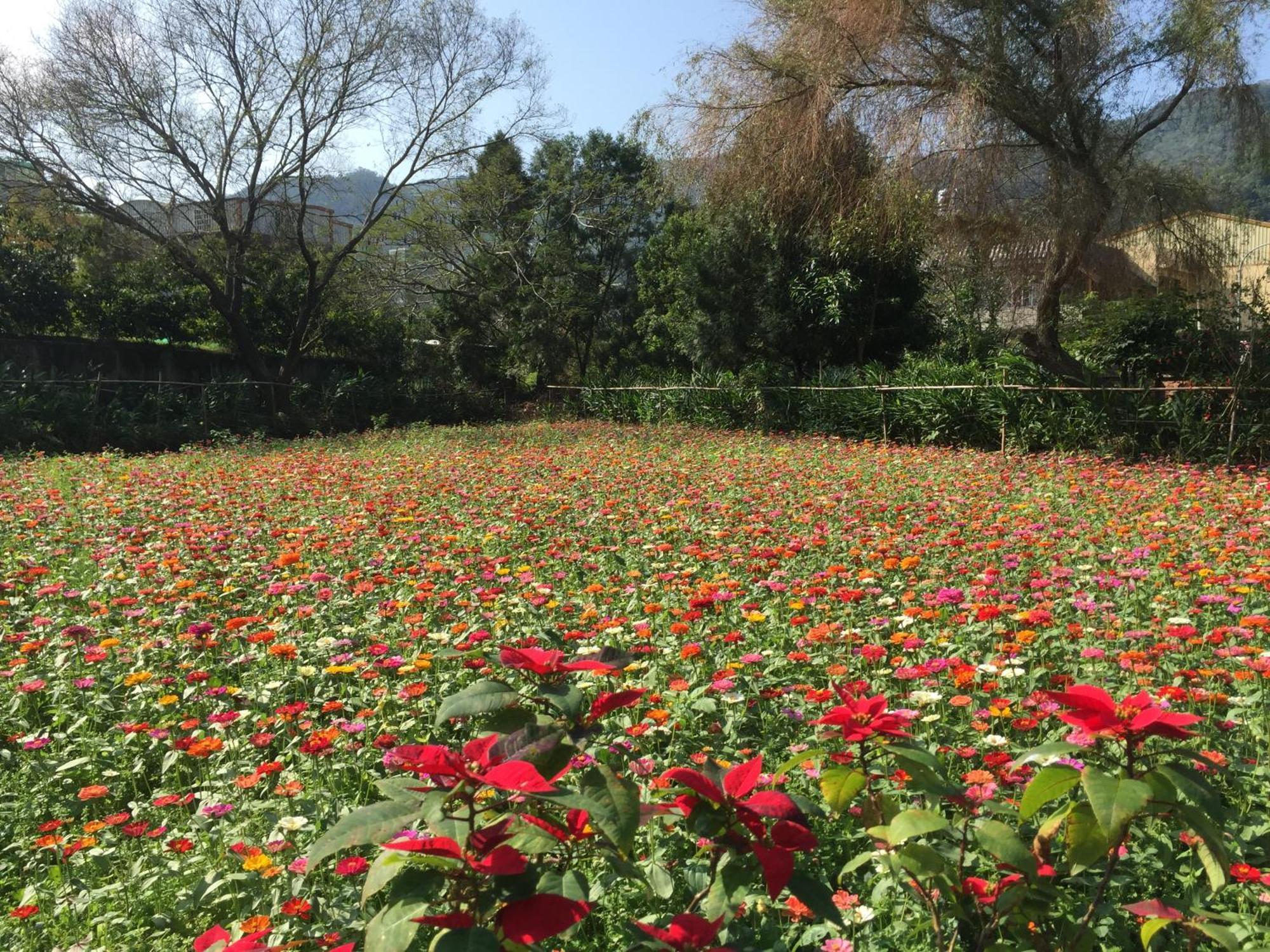 Yu Ho Yuan Lesiure Homestay 南庄郷 エクステリア 写真